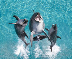 Sea World - Accommodation Melbourne 0