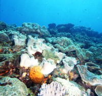 Mudjimba Old Woman Island Dive Site - Accommodation Melbourne