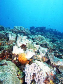 Mudjimba (Old Woman) Island Dive Site - Accommodation Melbourne 0