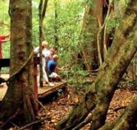 Mary Cairncross Scenic Reserve - Accommodation Melbourne