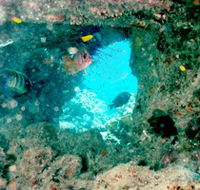 Michaelmas Cay Dive Site - Accommodation Melbourne