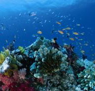 Southern Small Detached Reef Dive Site - Accommodation Melbourne