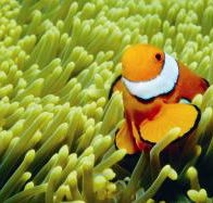 Thetford Reef Dive Site - Accommodation Melbourne