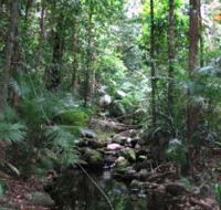 Mossman Gorge Rainforest Circuit Track Daintree National Park - Accommodation Melbourne