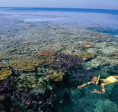 Split Bommie Dive Site - Accommodation Melbourne