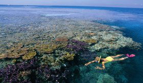 Split Bommie Dive Site - Accommodation Melbourne 0