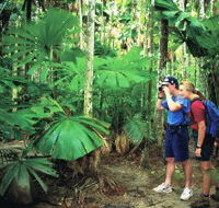 Mount Sorrow Ridge Trail Daintree National Park - Accommodation Melbourne
