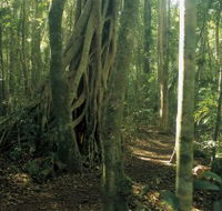 Mount Bithongabel - Accommodation Melbourne