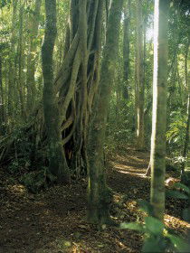 Mount Bithongabel - Accommodation Melbourne 0