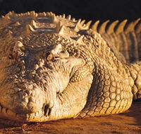 Koorana Crocodile Farm - Accommodation Melbourne