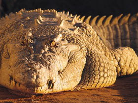 Koorana Crocodile Farm - Accommodation Melbourne 0