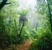 Lamington National Park Green Mountains Section - Accommodation Melbourne