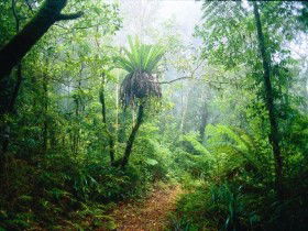 Lamington National Park, Green Mountains Section - Accommodation Melbourne 0