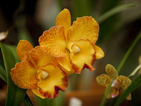 Queens Park - Orchid House - Accommodation Melbourne 0