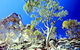 Mount Moffatt Section - Carnarvon National Park - thumb 0