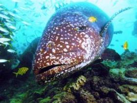 Lady Musgrave Island Dive Sites - Accommodation Melbourne 0
