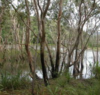 Mount Rooper Circuit and Swamp Bay Track - Accommodation Melbourne