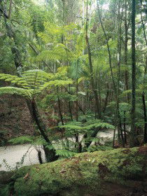 Fraser Island Great Walk - Accommodation Melbourne 0
