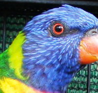 Fraser Coast Wildlife Sanctuary - Accommodation Melbourne