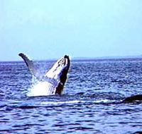 Whale Watching - Accommodation Melbourne
