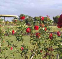 Elizabeth Park Rose Gardens - Accommodation Melbourne