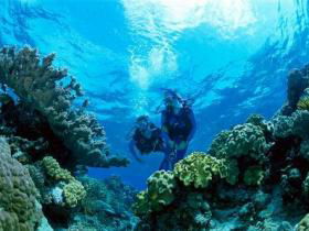 Coral Gardens Dive Site - Accommodation Melbourne 0