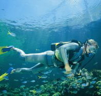 Manta Ray Bommie Dive Site - Accommodation Melbourne