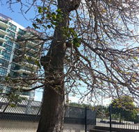The Leichhardt Tree - Accommodation Melbourne