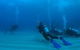 Egg Rock Dive Site - thumb 0