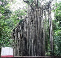 Curtain Fig National Park - Accommodation Melbourne
