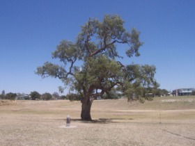Historic Coolabah Tree - Accommodation Melbourne 0