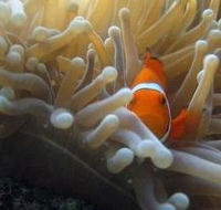 Flat Rock Dive Site - Accommodation Melbourne