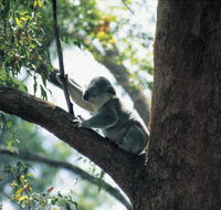 Daisy Hill Conservation Park - Accommodation Melbourne