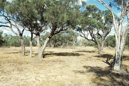 Forest Den National Park - Accommodation Melbourne 0