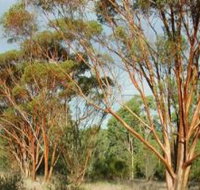 Myall Park Botanic Garden - Accommodation Melbourne