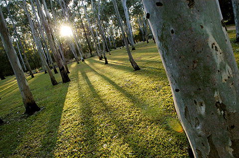 Tondoon Botanic Gardens - Accommodation Melbourne 0
