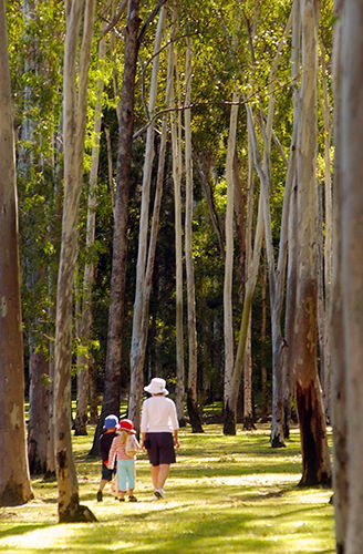 Tondoon Botanic Gardens - Accommodation Melbourne 3