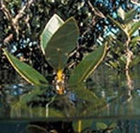 Jawbone Marine Sanctuary - Accommodation Melbourne