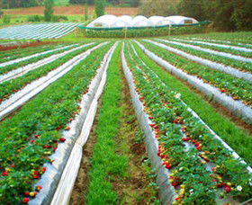 Kookaberry Strawberry Farm - Accommodation Melbourne 0