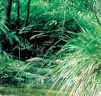 Lerderderg State Park - Accommodation Melbourne