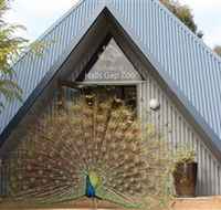 Halls Gap Zoo - Accommodation Melbourne