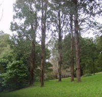Mount Dandenong Arboretum - Accommodation Melbourne