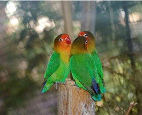 Ballarat Bird World - Accommodation Melbourne 0