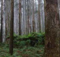 Kinglake National Park - Accommodation Melbourne