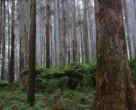 Kinglake National Park - Accommodation Melbourne 0