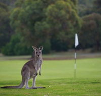 Anglesea Golf Club - Accommodation Melbourne