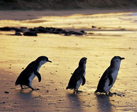 Ventnor VIC Accommodation Melbourne