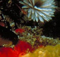 Point Cooke Marine Sanctuary - Accommodation Melbourne