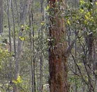 Heathcote-Graytown National Park - Accommodation Melbourne