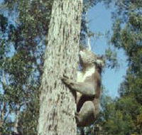 Creswick Regional Park - Accommodation Melbourne